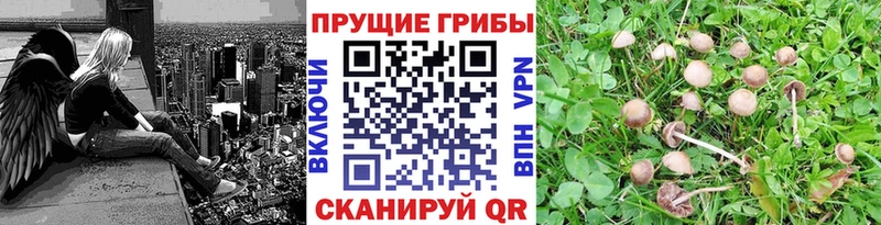 Галлюциногенные грибы Cubensis  Облучье 